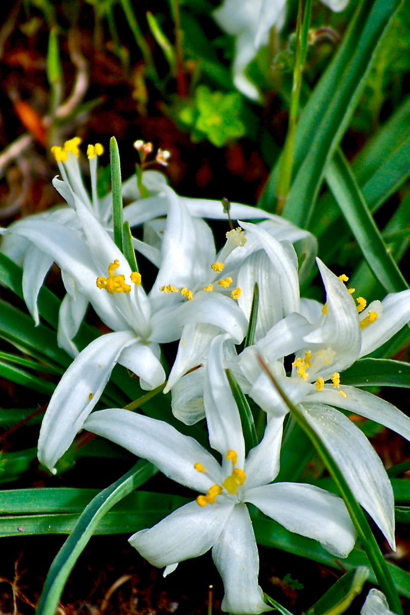 Wildflower, Common Sand Lily