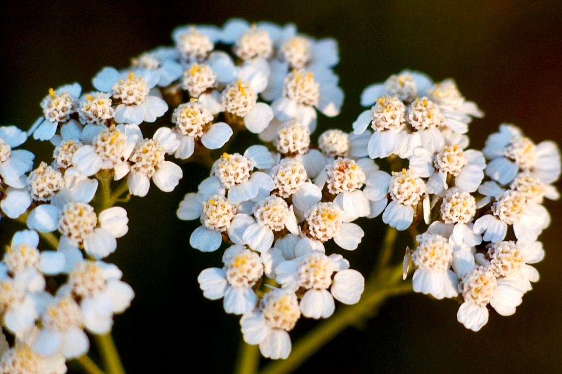 Wildflower, Common Yarrow