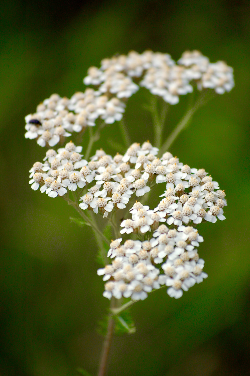 Wildflower, Common Yarrow