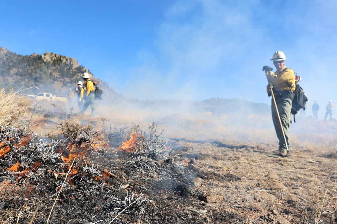 Courtesy RMNP - Firefighters Managing Prescribed fire on the Headquarters Unit_November 1 2024 (1)