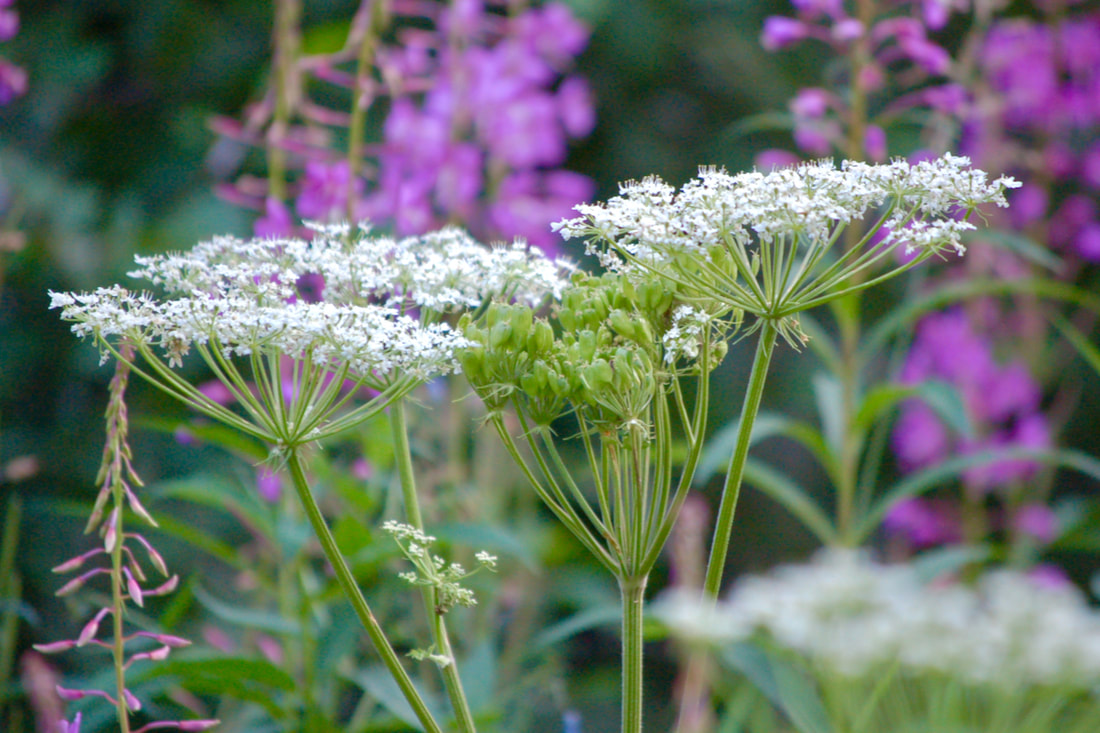 Wildflower, Cow Parsnip