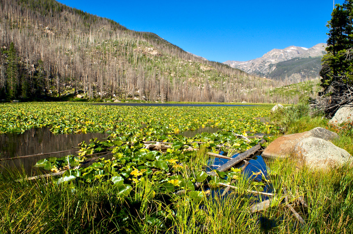 Cub Lake, RMNP