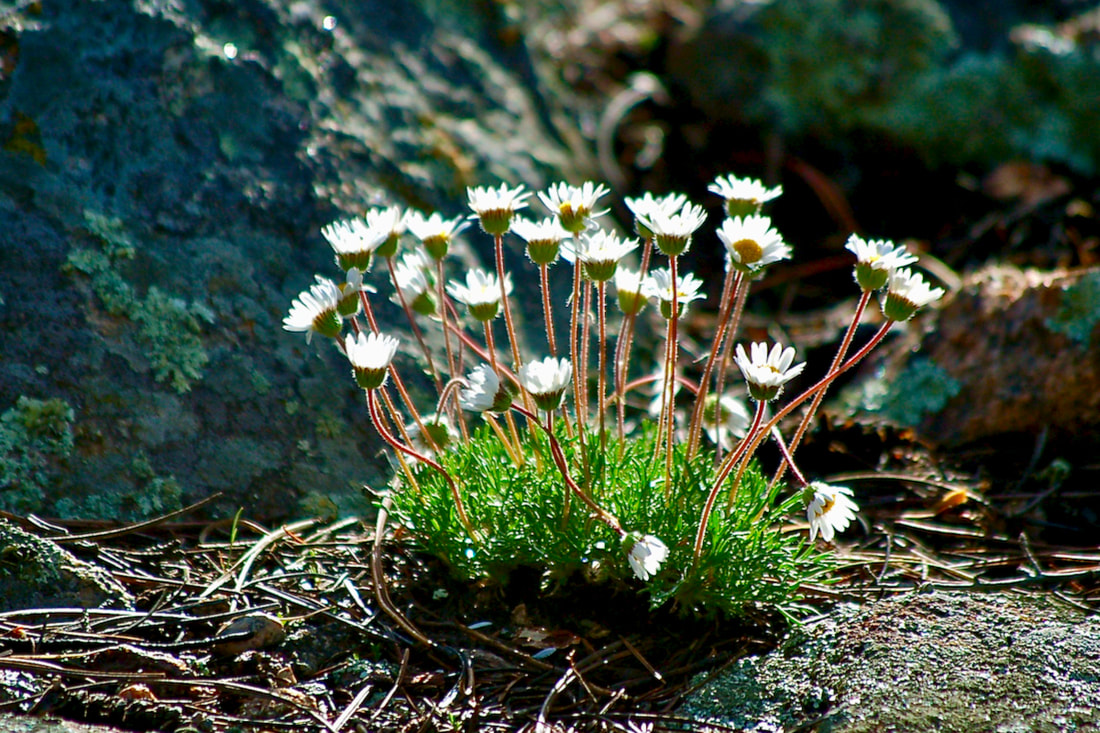 Wildflower, Cutleaf Daisy