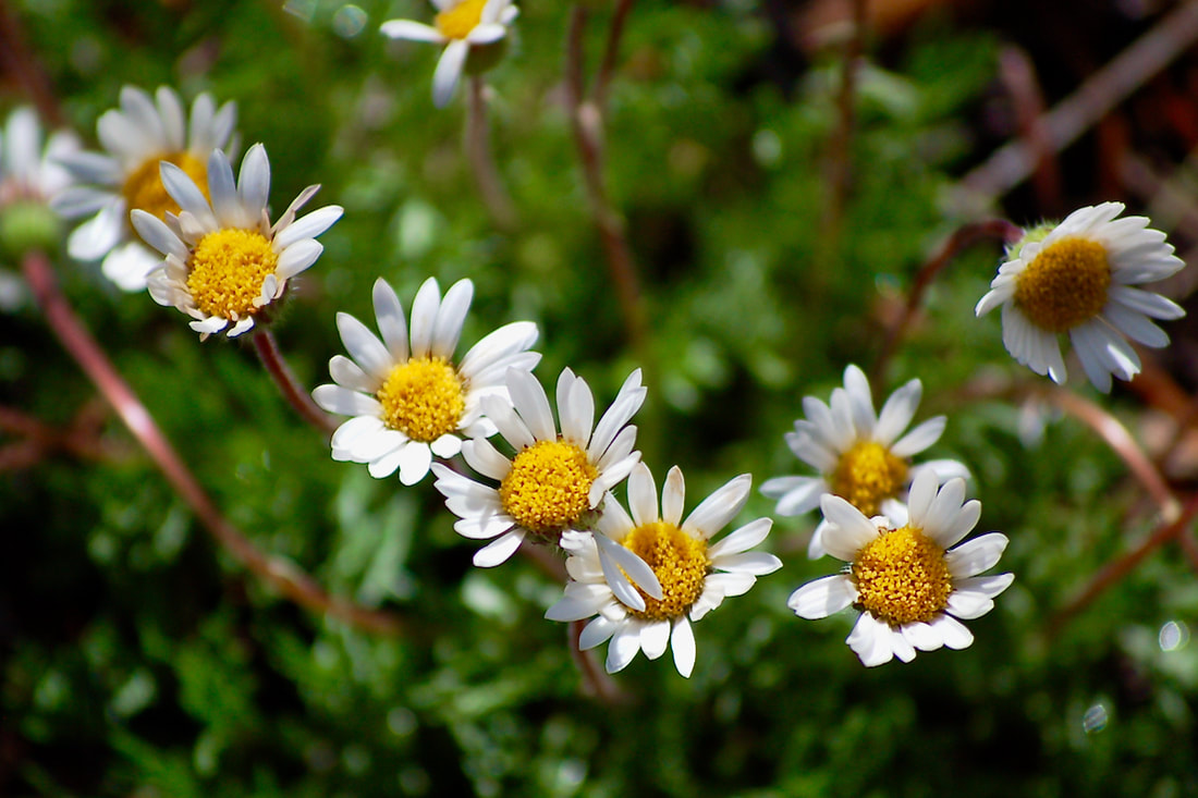 Wildflower, Cutleaf Daisy