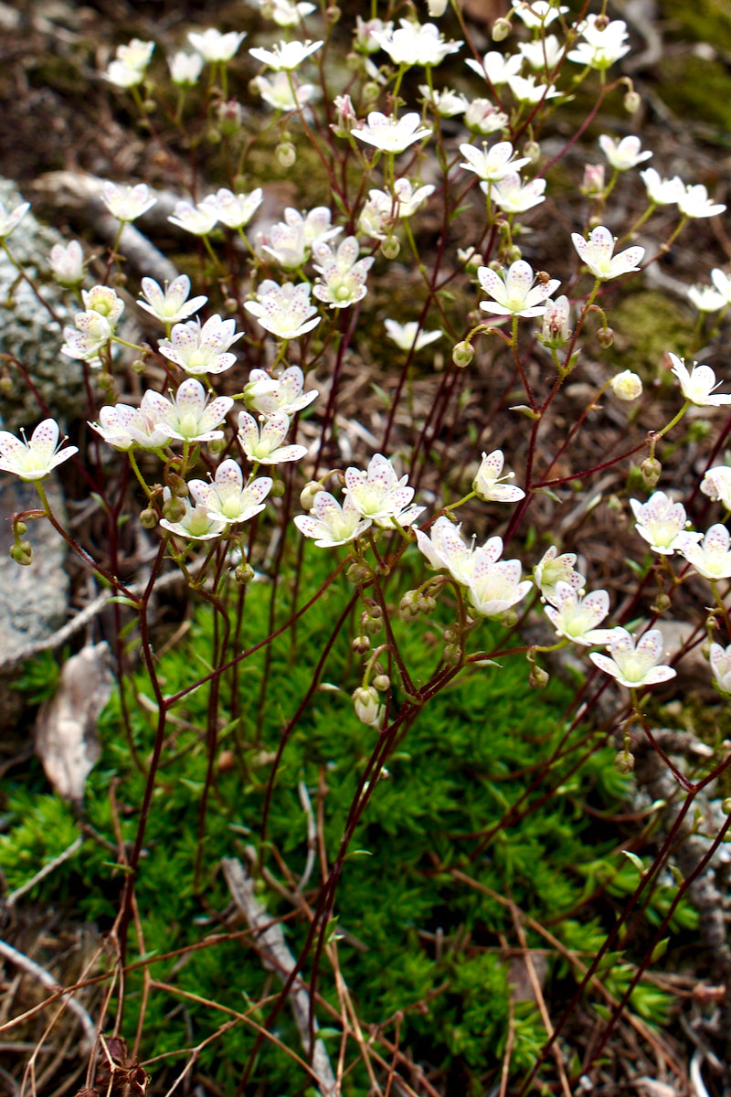 Wildflower, Dotted Saxifrage, Spotted Saxifrage