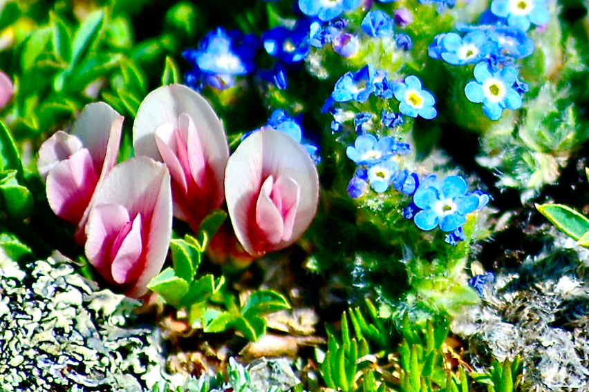 Wildflower, Dwarf Clover