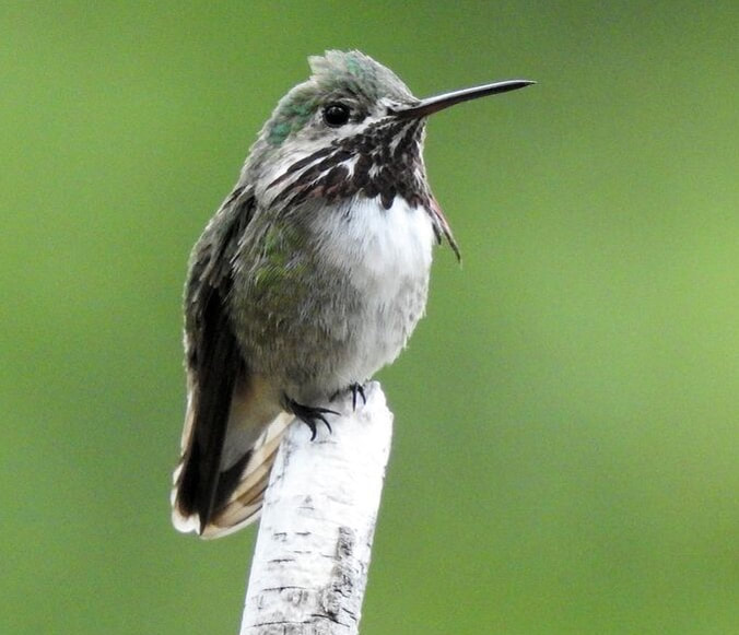 Image of a hummingbird in RMNP