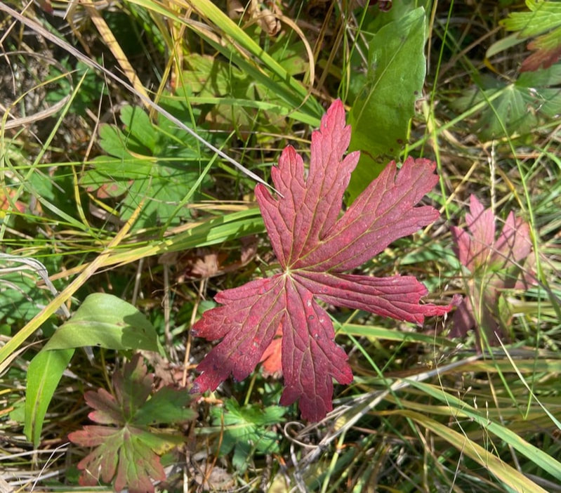 Geranium, Geranium caespitosum, in RMNP