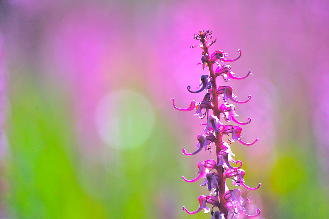 Wildflower, ​Elephant's Head