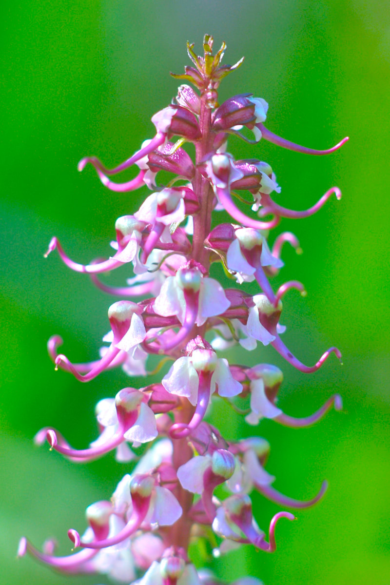 Wildflower, ​Elephant's Head