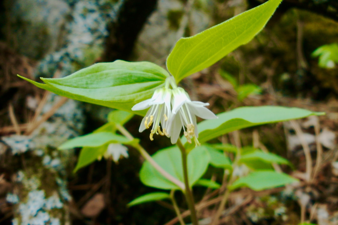 Wildflower, Fairy Bells