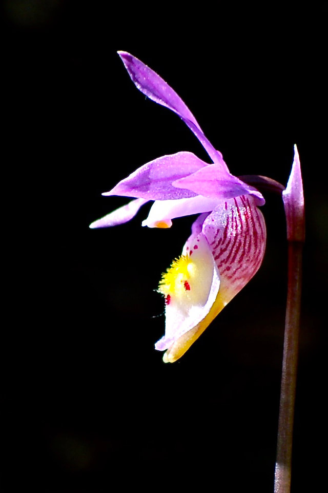 Wildflower, Fairy-Slipper Orchid