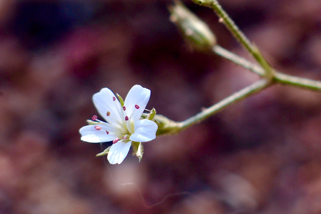 Wildflower, Fendler's Sandwort