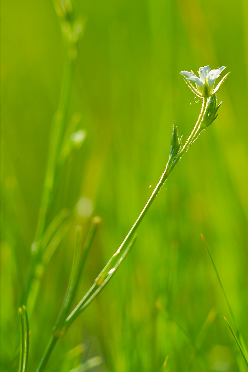 Wildflower, Fendler's Sandwort