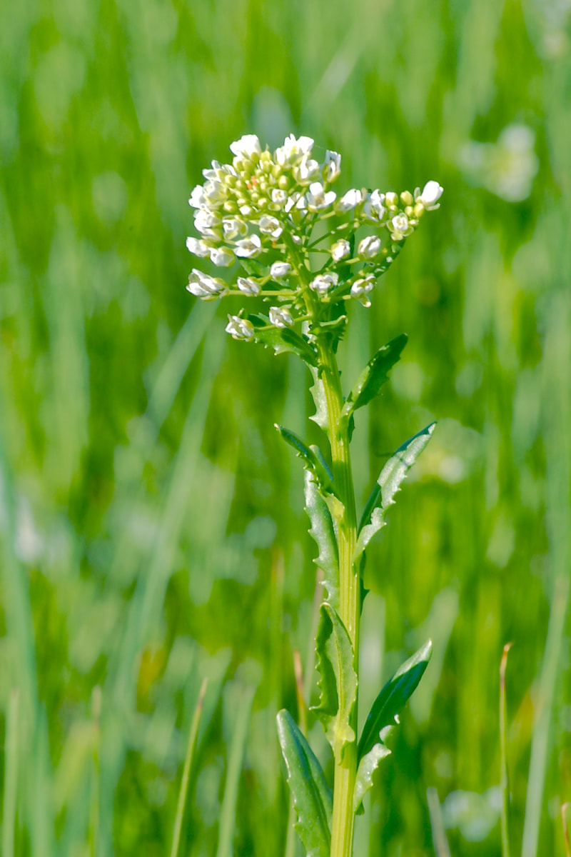 Wildflower, Field Pennycress