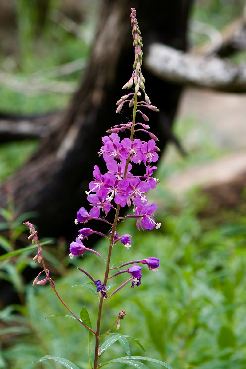 Wildflower, Fireweed