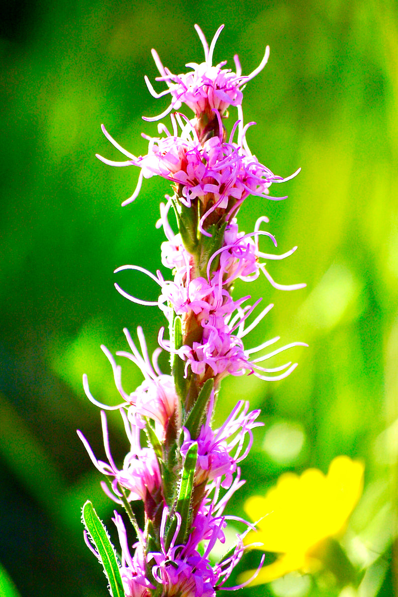 Wildflower, Gay Feather, Dotted Blazing Star