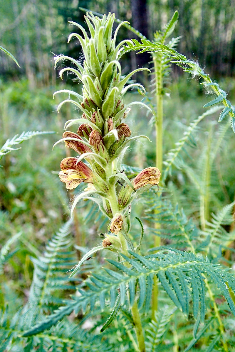 Wildflower, Giant Lousewort