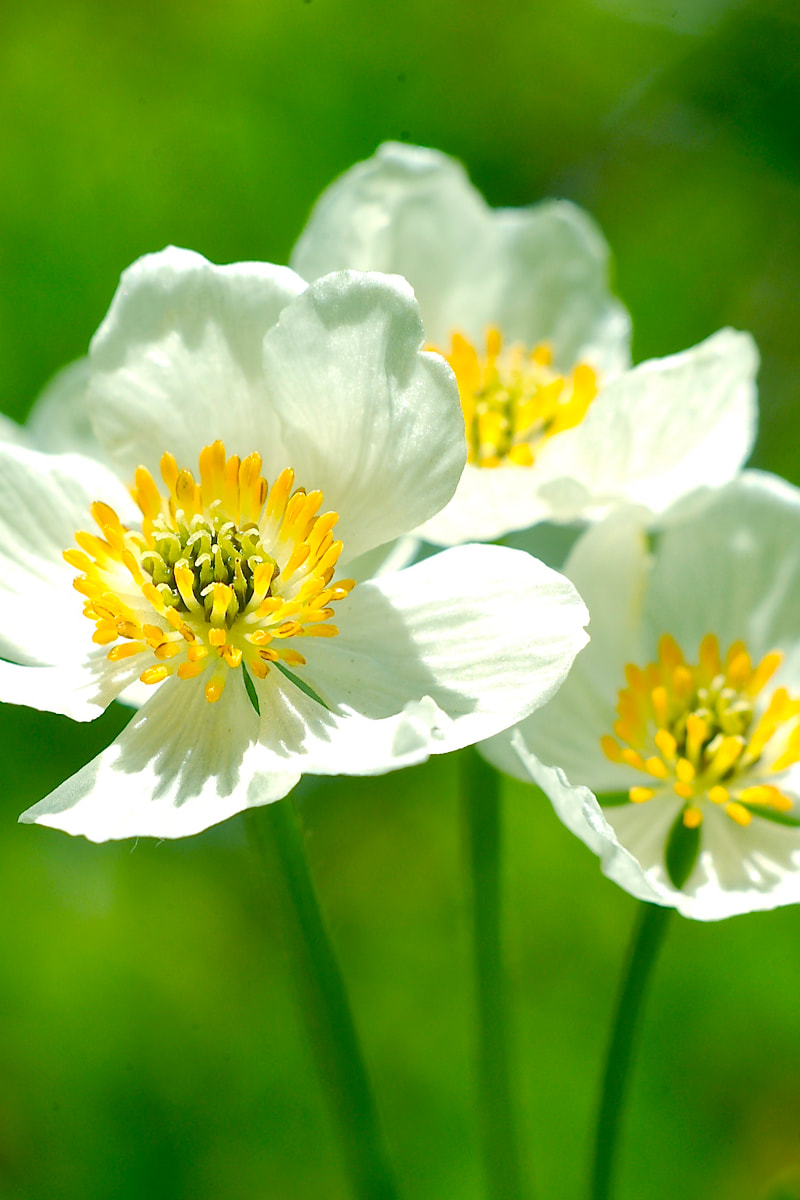 Wildflower, Globeflower