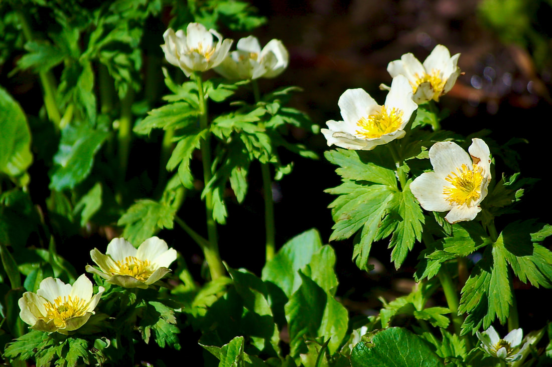 Wildflower, Globeflower