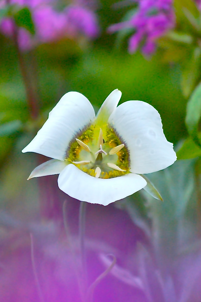 Wildflower, Gunnison’s Mariposa Lily