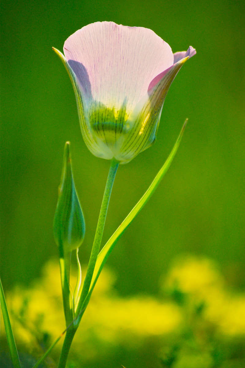 Wildflower, Gunnison’s Mariposa Lily