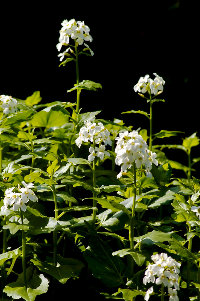 Wildflower, Heartleaf Bittercress