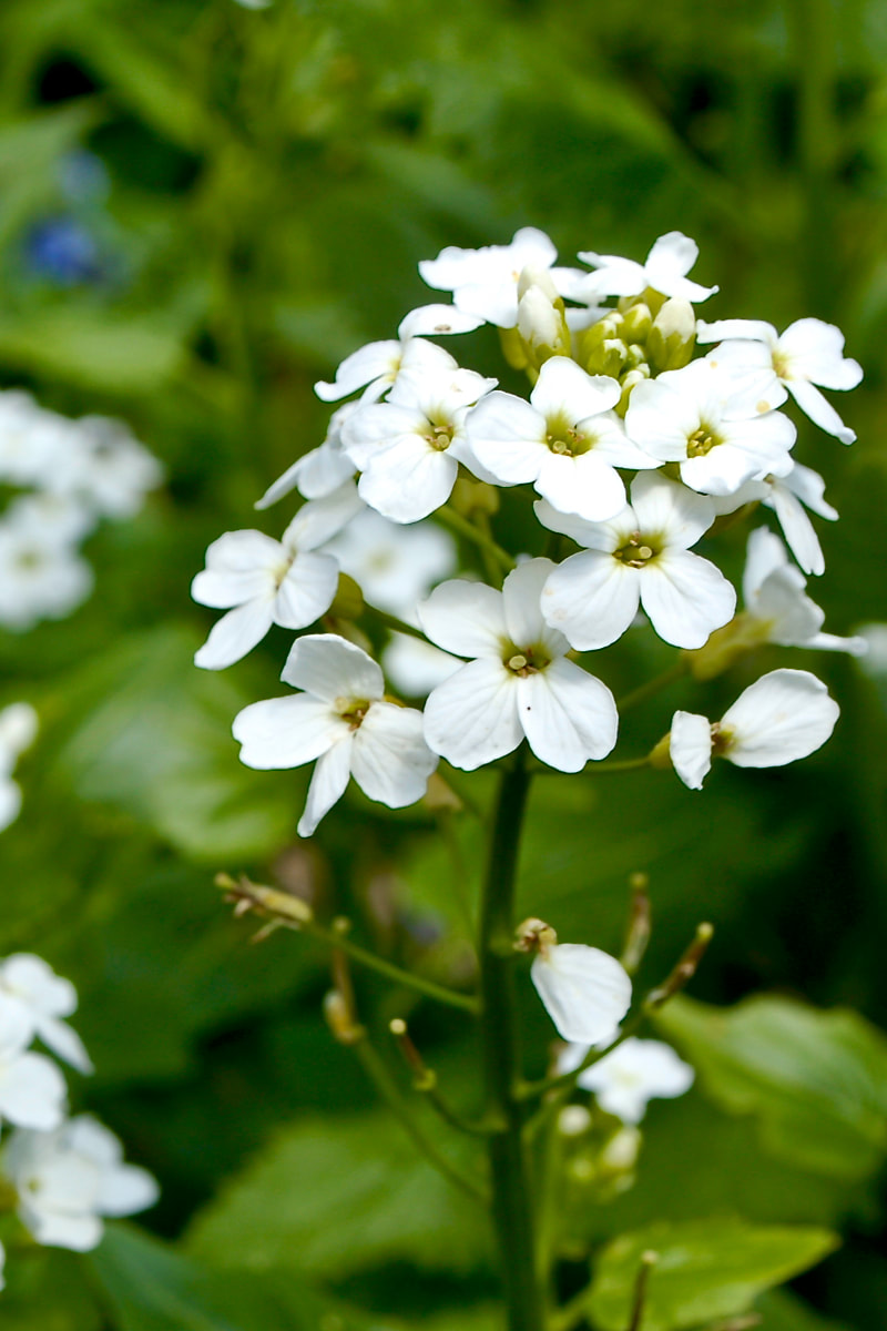 Wildflower, Heartleaf Bittercress