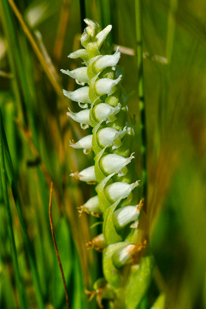 Wildflower, Hooded Lady’s Tresses