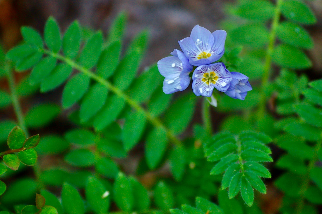 Wildflower, Jacob's Ladder