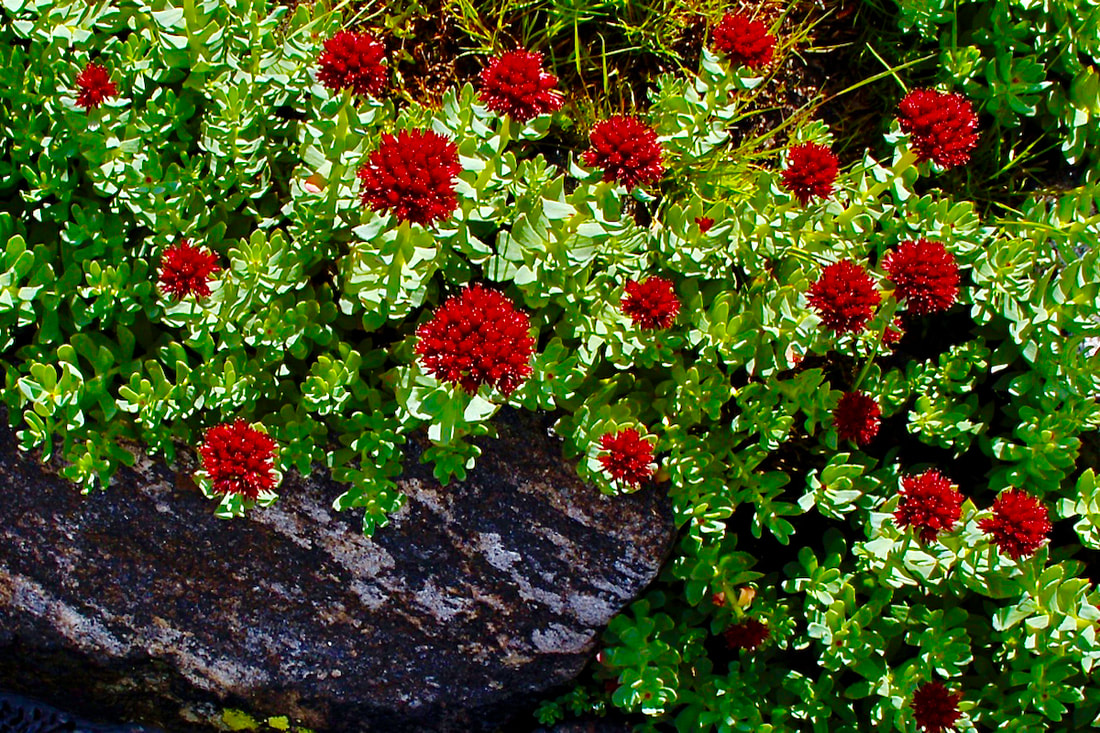 Wildflower, King’s Crown