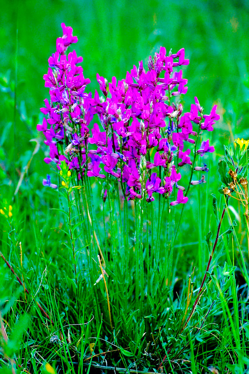 Wildflower, Lambert Loco, Colorado Locoweed