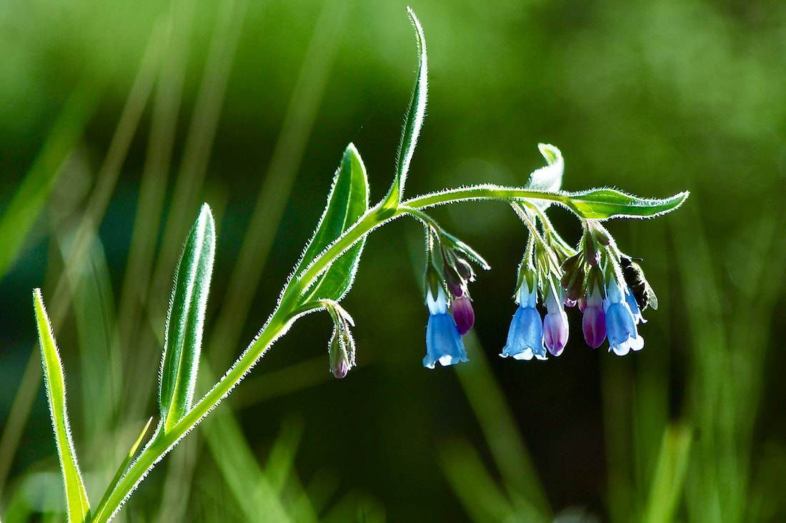 Wildflower, Lanceleaf Chiming Bells, Prairie Bluebells