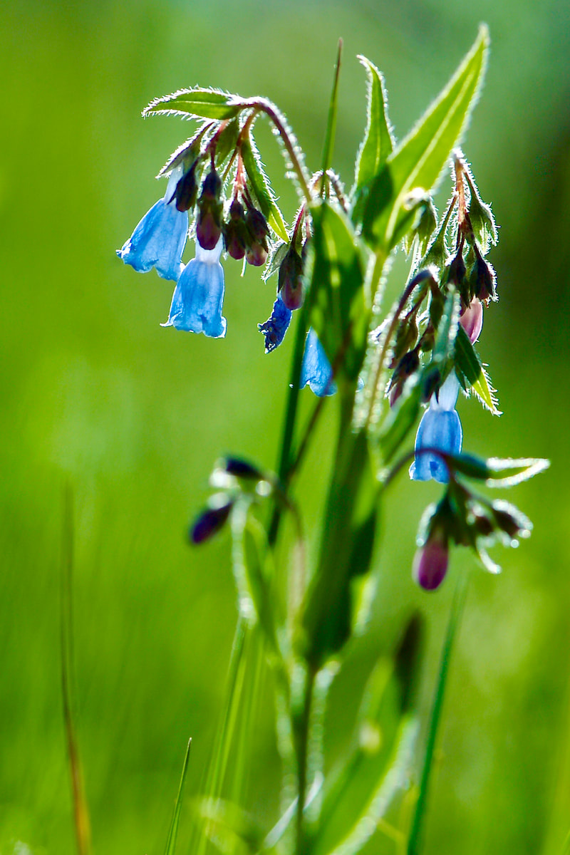 Wildflower, Lanceleaf Chiming Bells, Prairie Bluebells