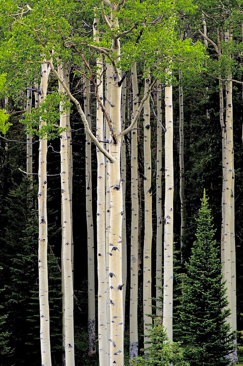 Lumpy Ridge Trail, Rocky Mountain National Park