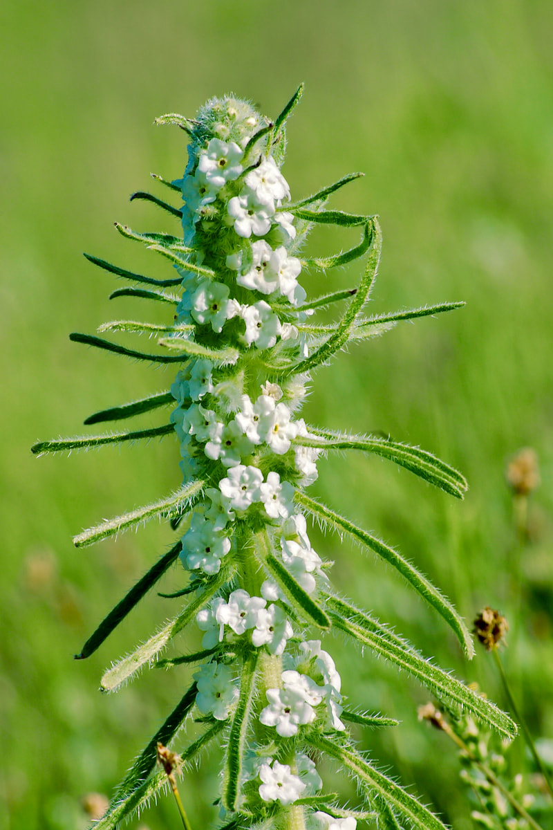 Wildflower, Miner’s Candle