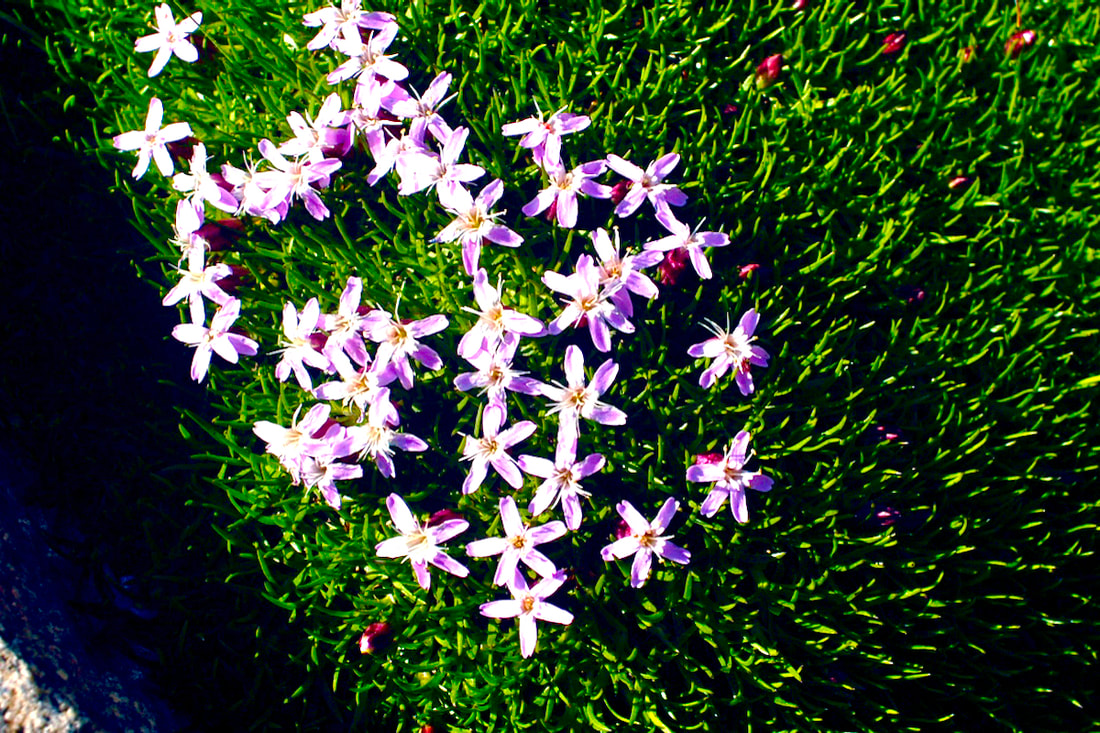 Wildflower, Moss Campion 