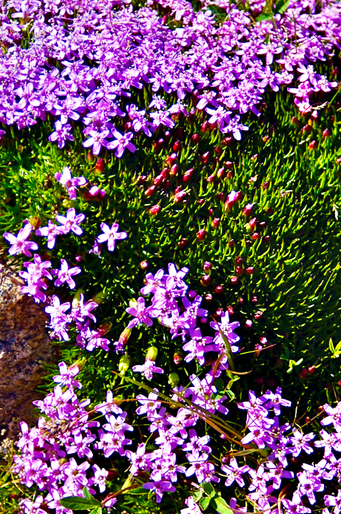 Wildflower, Moss Campion