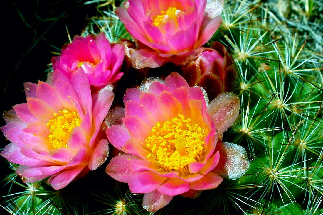 Wildflower, Mountain Ball Cactus