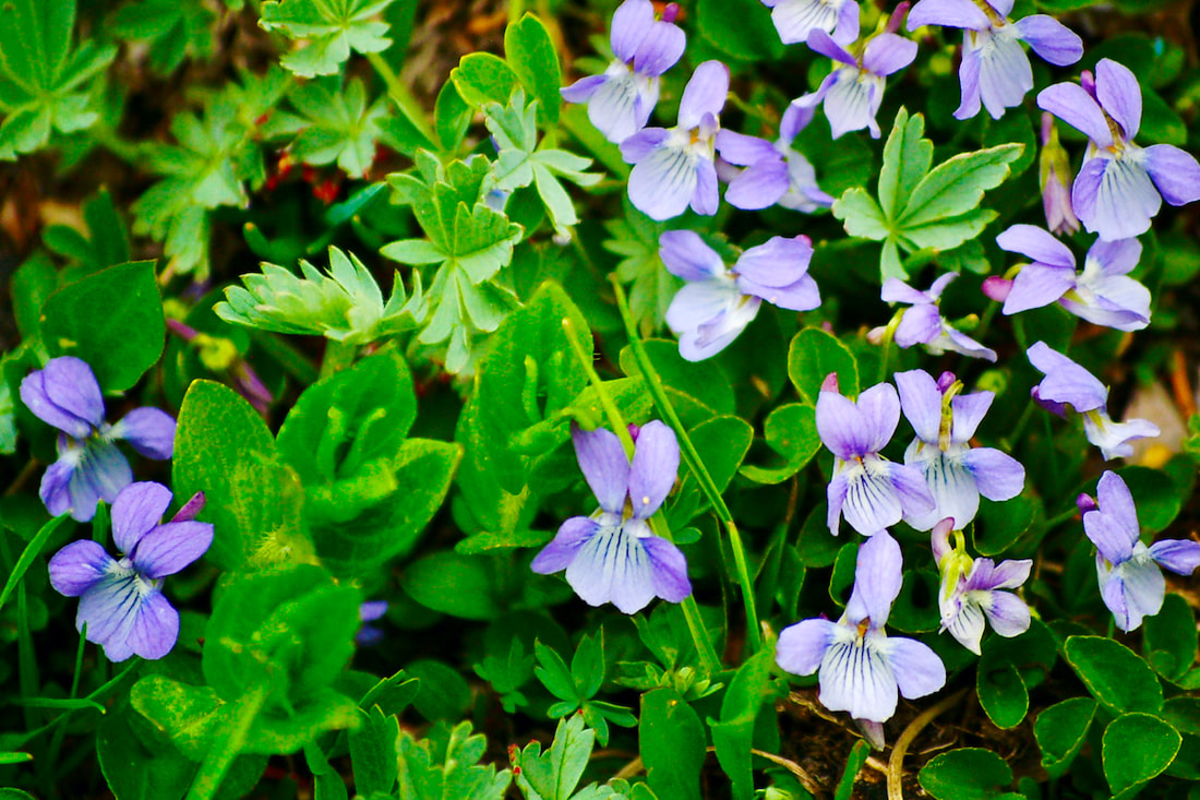 Wildflower, Mountain Blue Violet, Hook-Spurred Violet