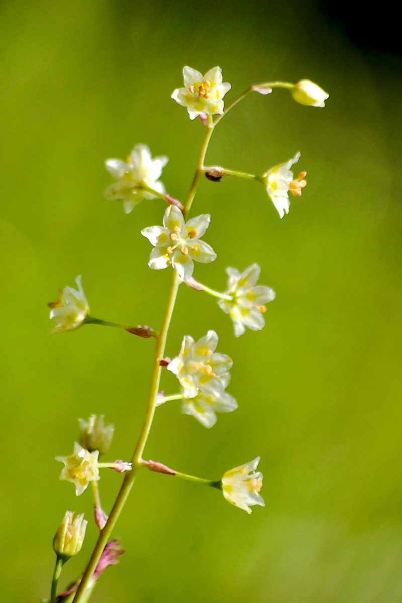 Wildflower, Mountain Death Camas, Wand Lily