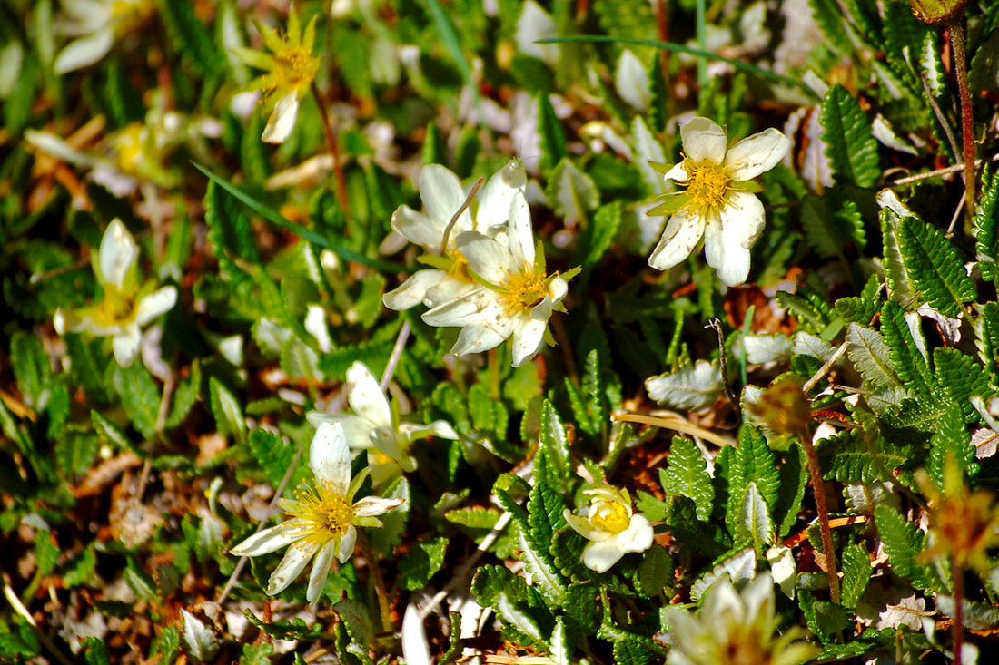 Mountain Dryad, Mountain Avens