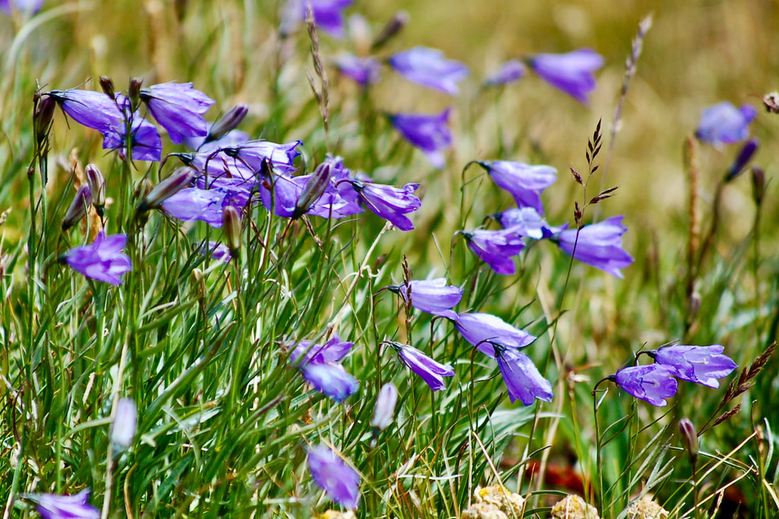 Wildflower, Mountain Harebell