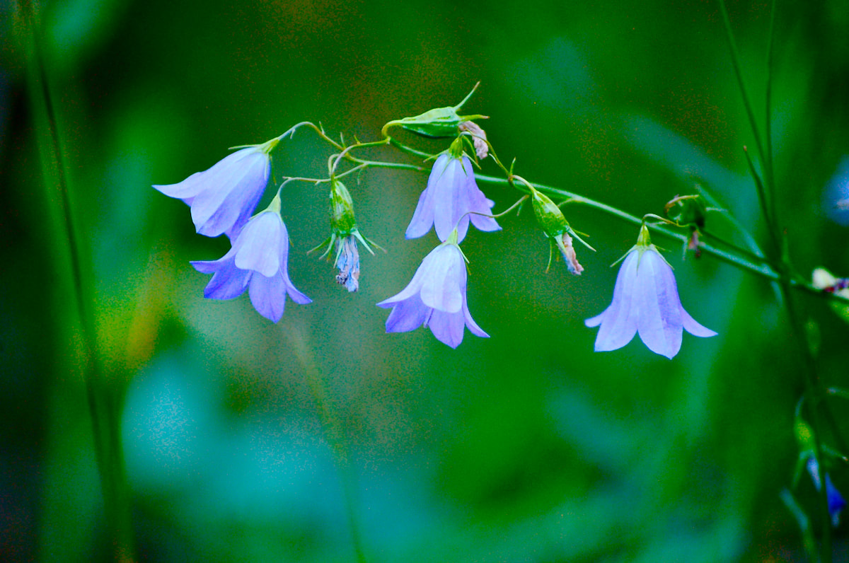 Wildflower, Mountain Harebell