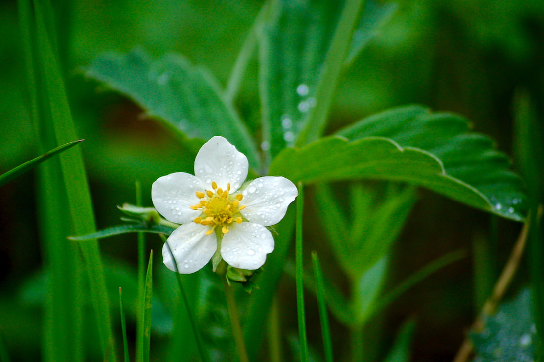 Wildflower, Mountain Strawberry