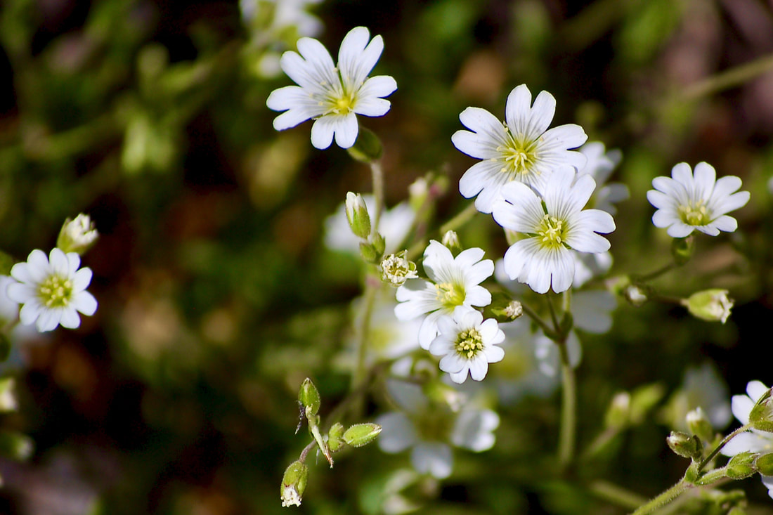 Wildflower, Mouse-eared Chickweed