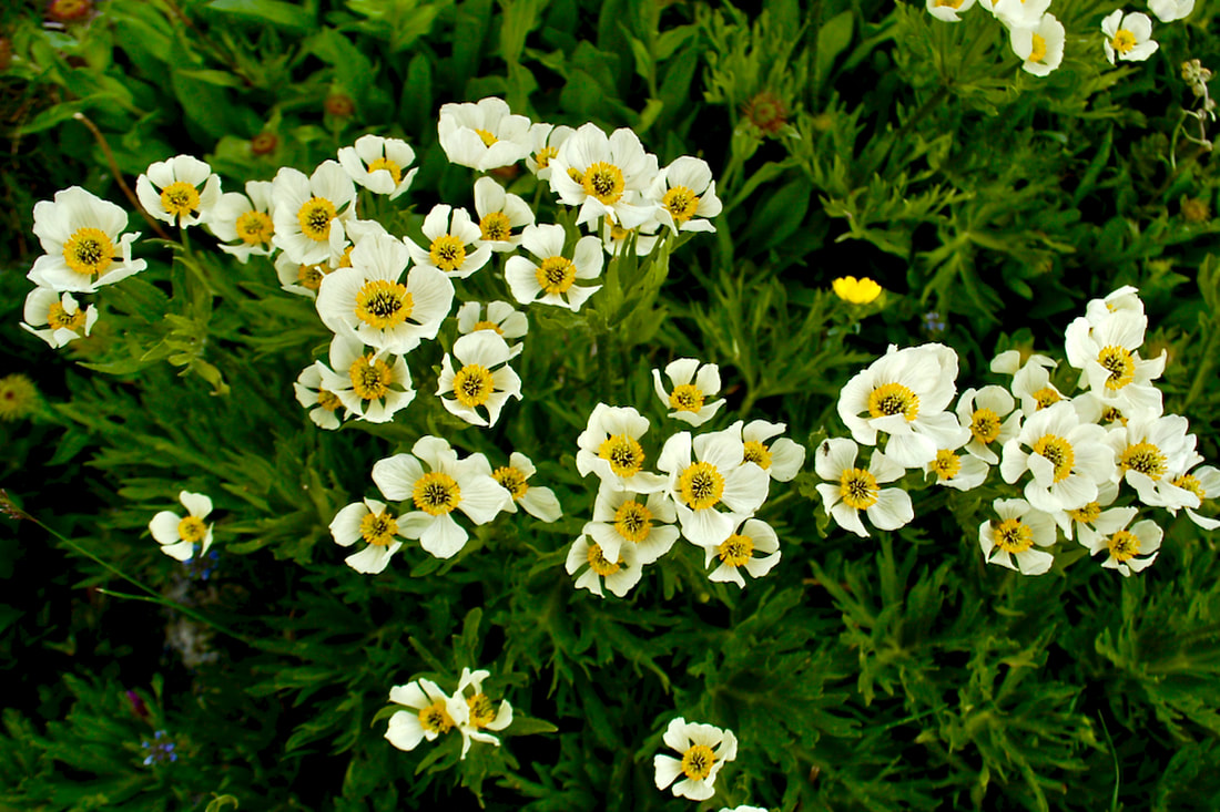 Wildflower, Narcissus Anemone