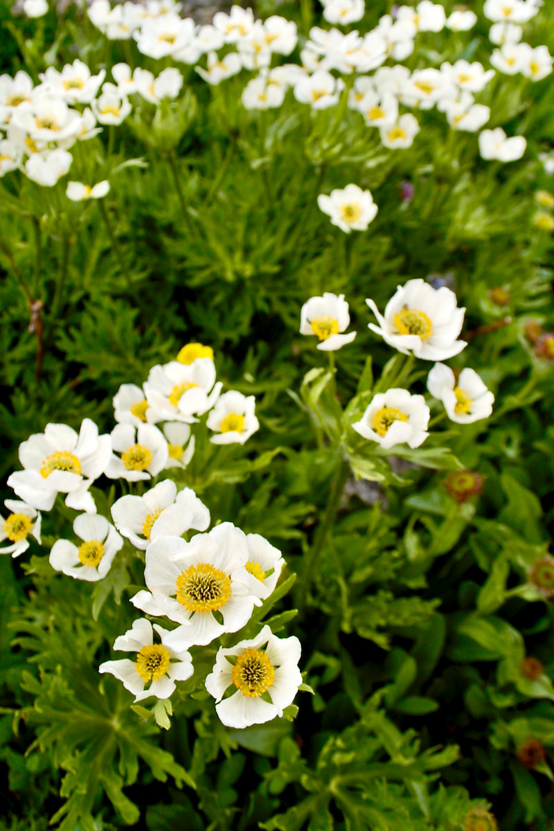 Wildflower, Narcissus Anemone