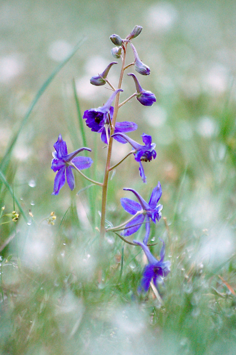 Wildflower, Nelson's Larkspur, Nuttal's Larkspur