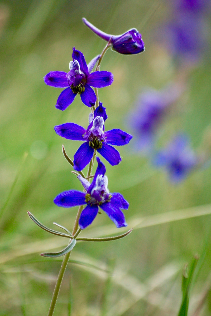 Wildflower, Nelson's Larkspur, Nuttal's Larkspur